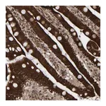 Merck Anti-CCDC57 antibody produced in rabbit