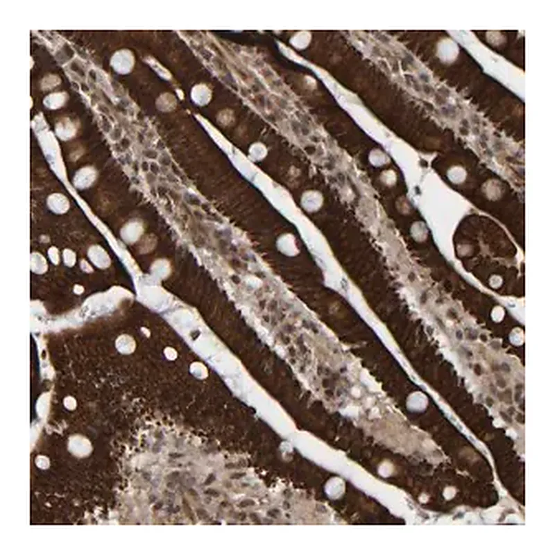 Merck Anti-CCDC57 antibody produced in rabbit