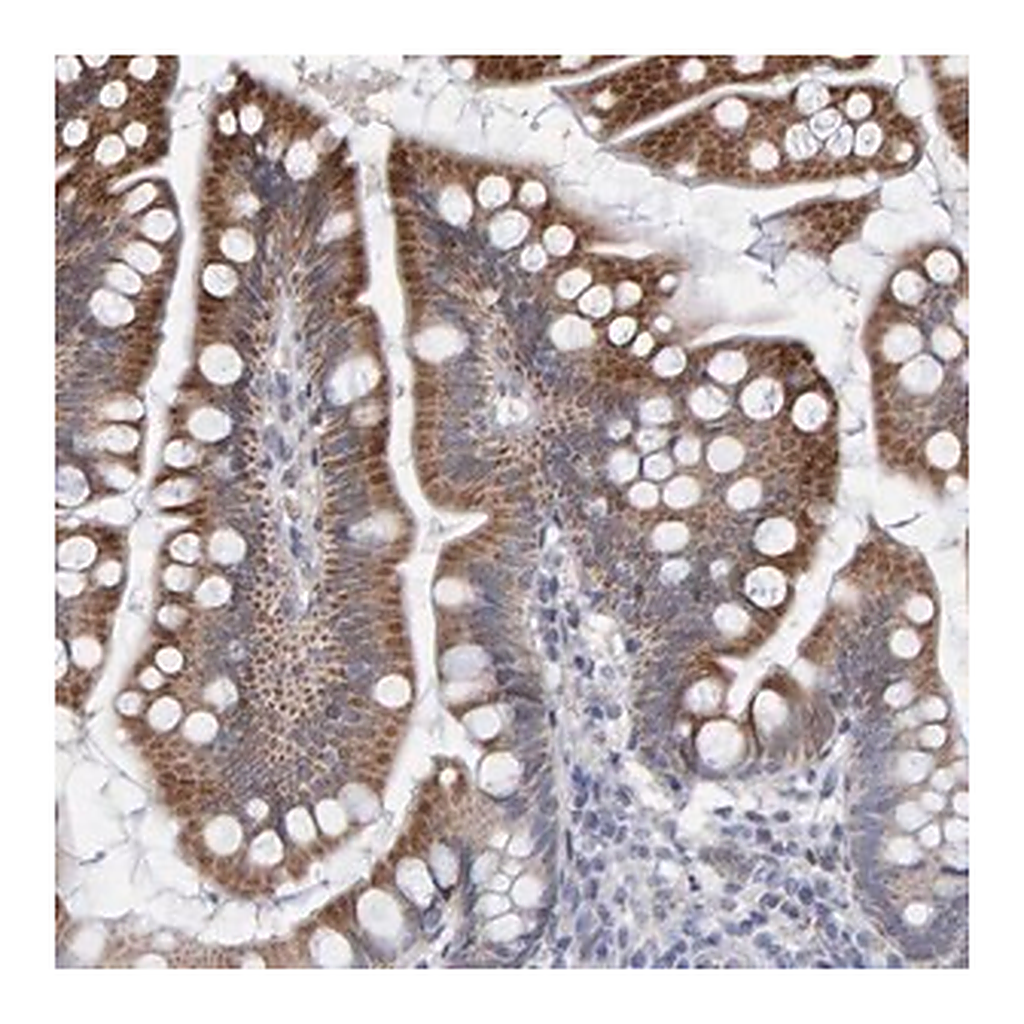 Merck Anti-USP43 antibody produced in rabbit