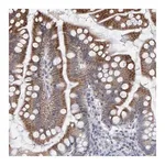 Merck Anti-USP43 antibody produced in rabbit