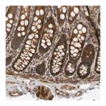 Merck Anti-BAHCC1 antibody produced in rabbit