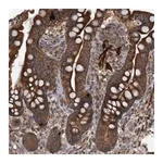 Merck Anti-GGT6 antibody produced in rabbit