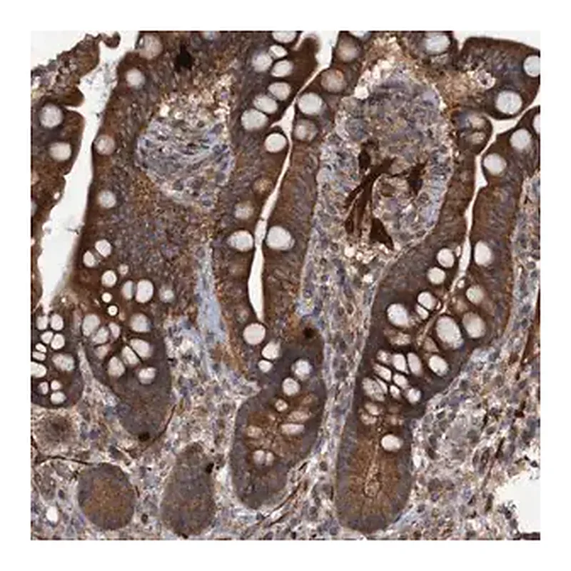 Merck Anti-GGT6 antibody produced in rabbit