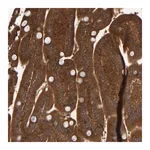 Merck Anti-CCDC57 antibody produced in rabbit