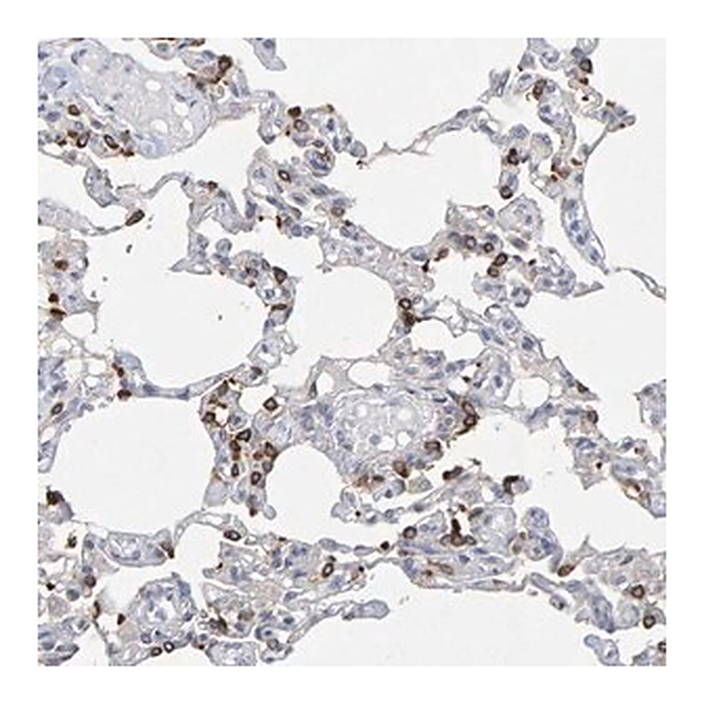 Merck Anti-ZNF77 antibody produced in rabbit