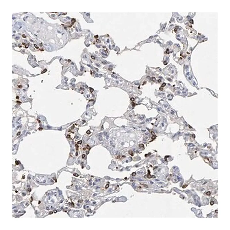 Merck Anti-ZNF77 antibody produced in rabbit