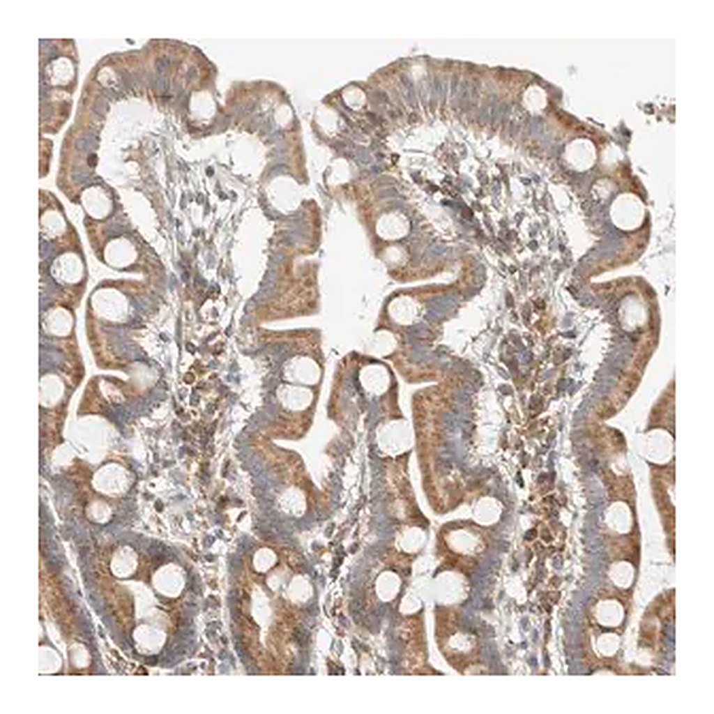 Merck Anti-CCDC57 antibody produced in rabbit