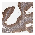 Merck Anti-TRIM5 antibody produced in rabbit