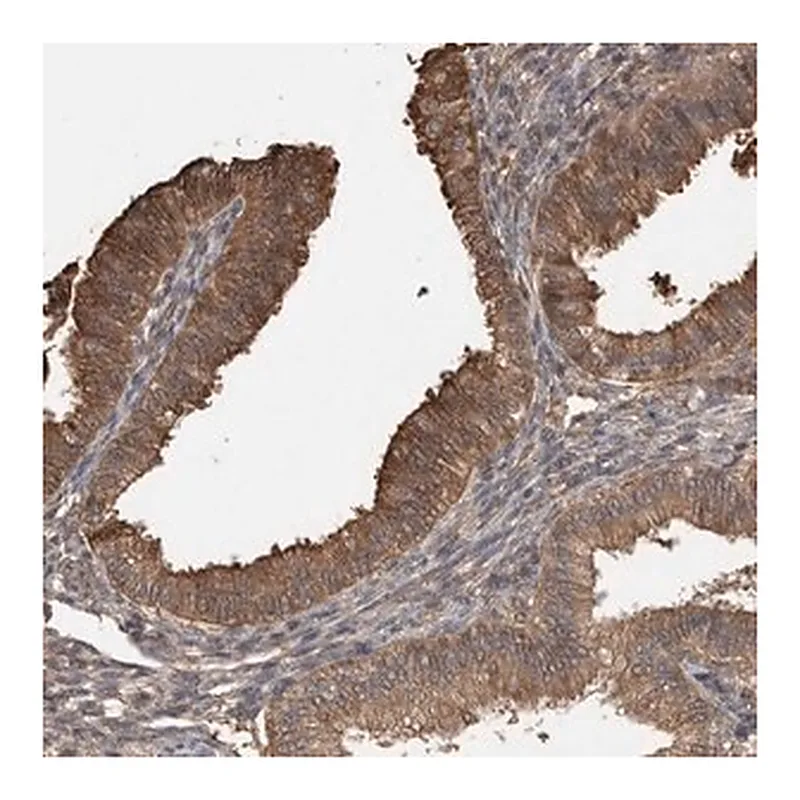 Merck Anti-TRIM5 antibody produced in rabbit
