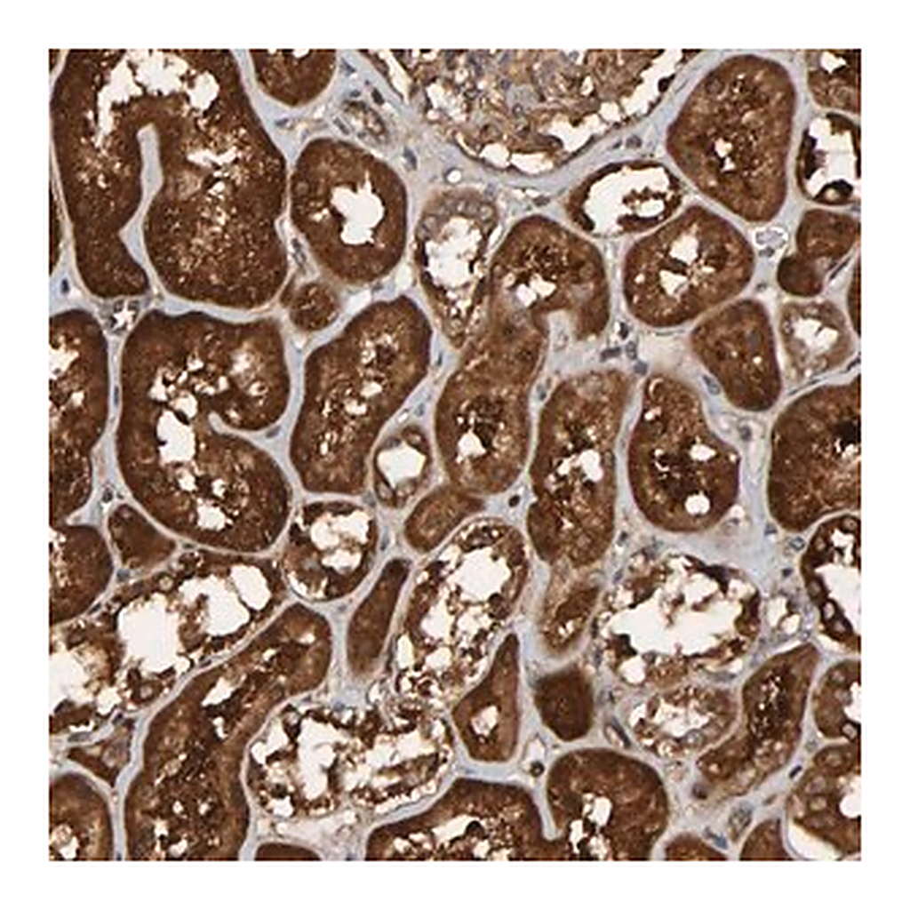 Merck Anti-SCRN2 antibody produced in rabbit