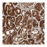 Merck Anti-SCRN2 antibody produced in rabbit