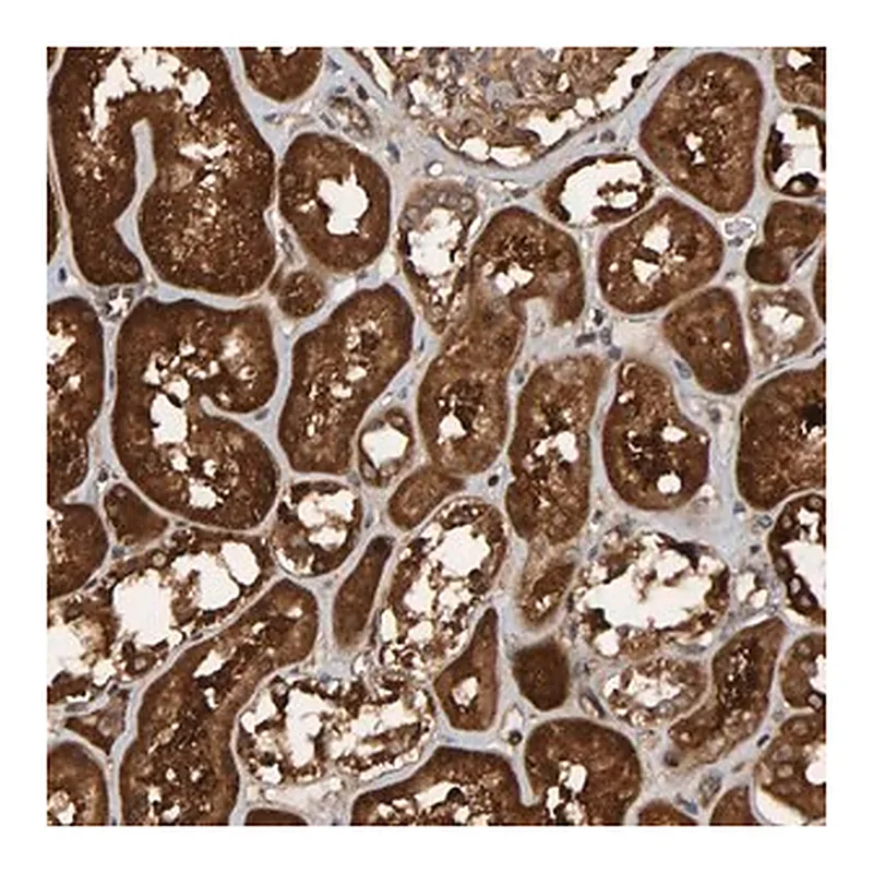 Merck Anti-SCRN2 antibody produced in rabbit