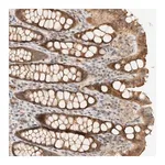 Merck Anti-ARFGEF1 antibody produced in rabbit