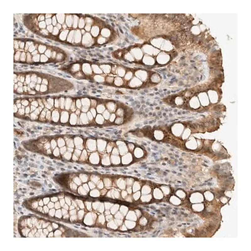 Merck Anti-ARFGEF1 antibody produced in rabbit