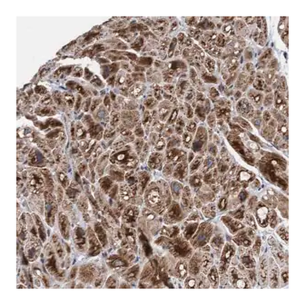 Merck Anti-MRPS23 antibody produced in rabbit