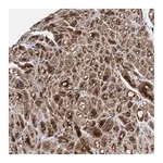 Merck Anti-MRPS23 antibody produced in rabbit