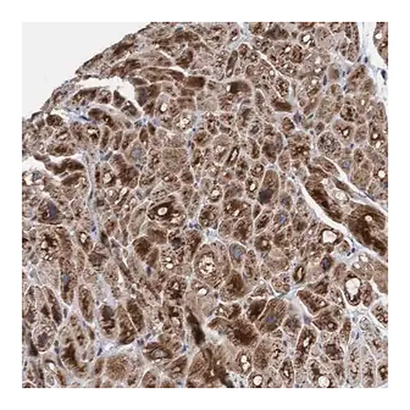 Merck Anti-MRPS23 antibody produced in rabbit