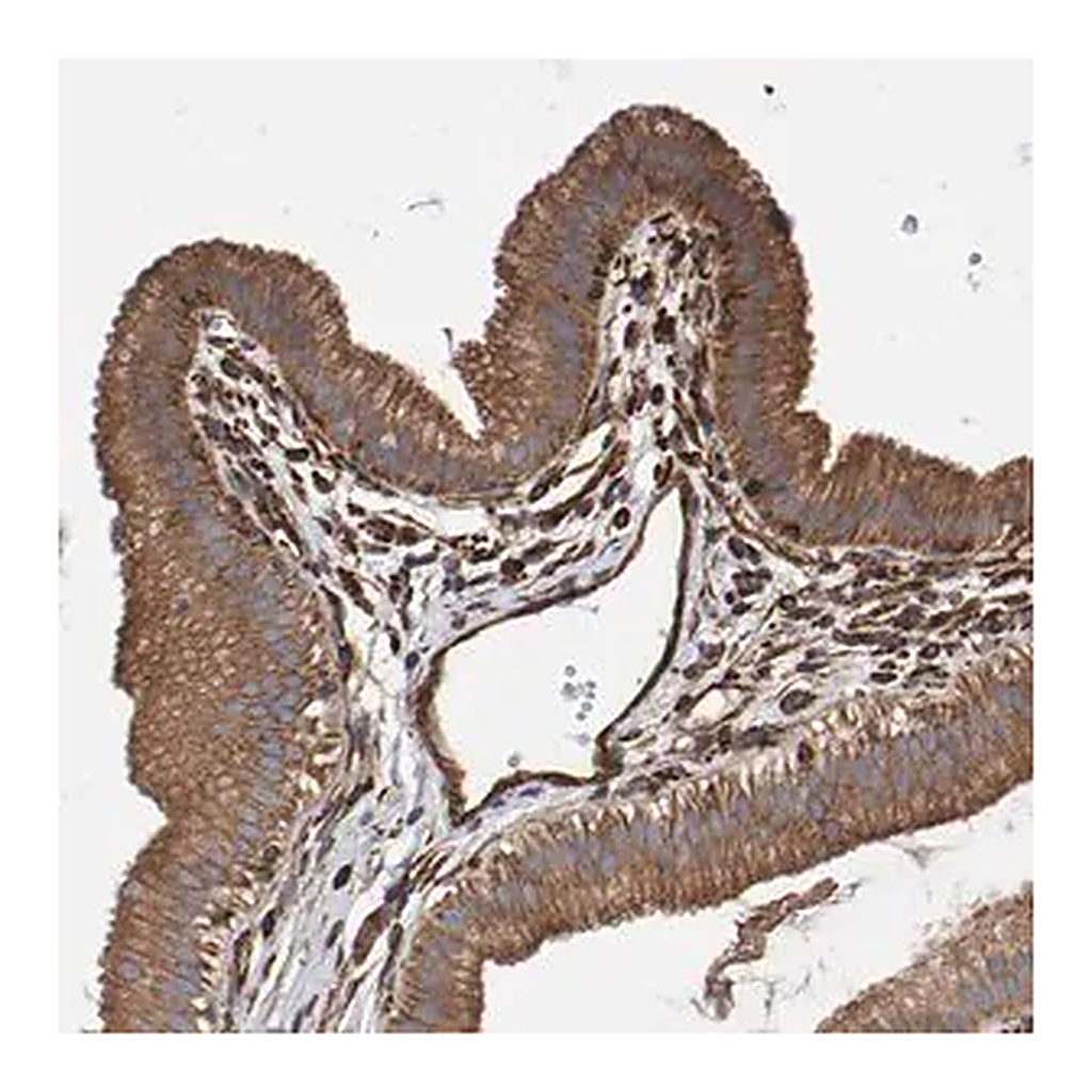 Merck Anti-ZNF347 antibody produced in rabbit