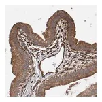Merck Anti-ZNF347 antibody produced in rabbit
