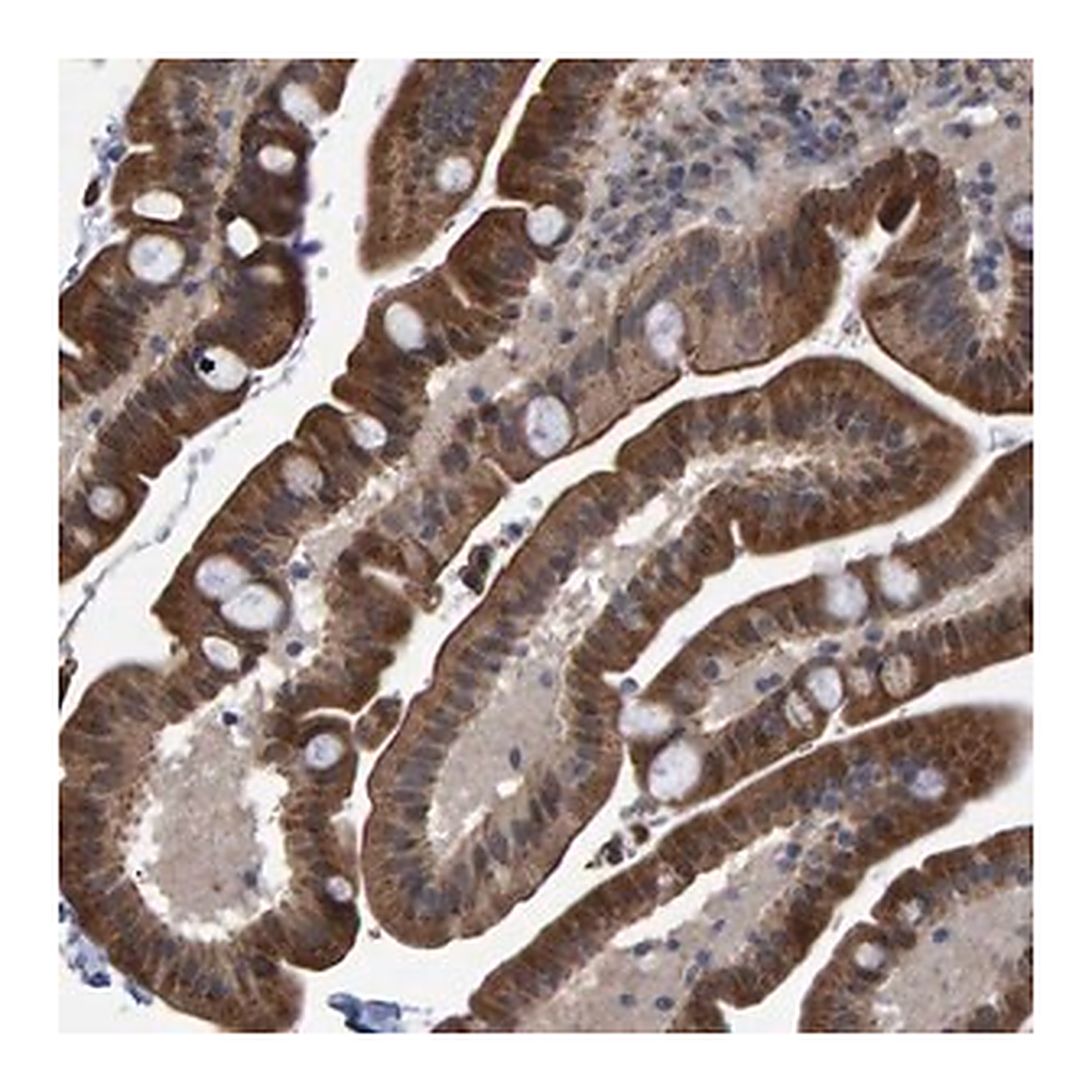 Merck Anti-TRIM68 antibody produced in rabbit