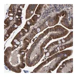 Merck Anti-TRIM68 antibody produced in rabbit