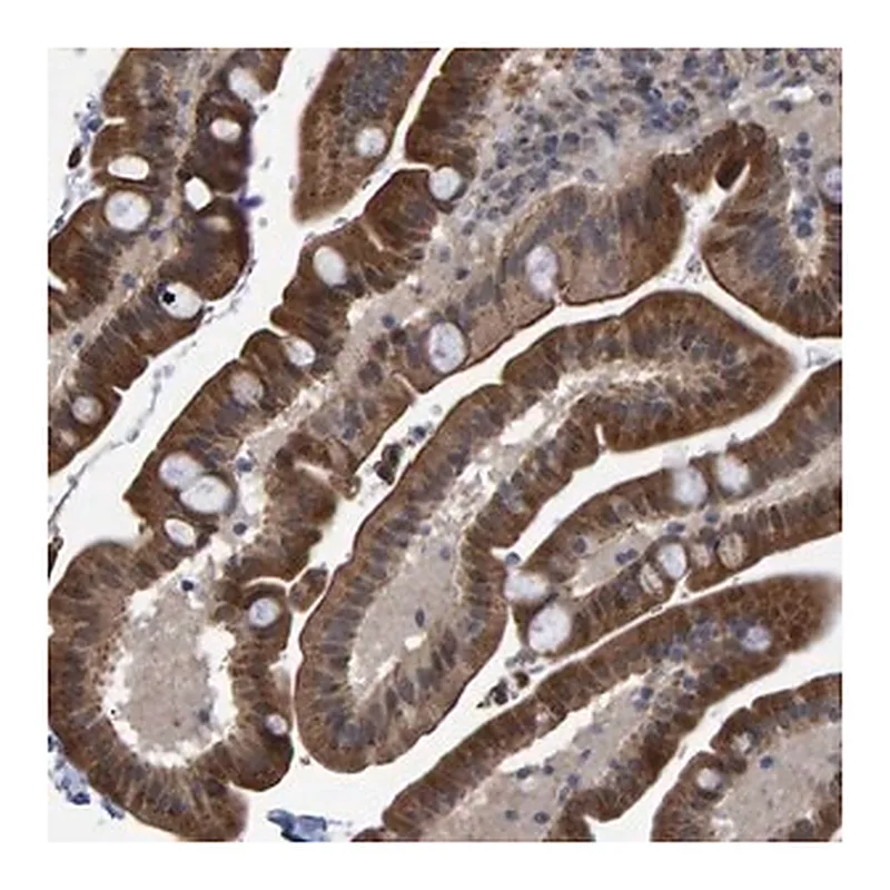 Merck Anti-TRIM68 antibody produced in rabbit