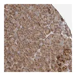 Merck Anti-TRIM5 antibody produced in rabbit