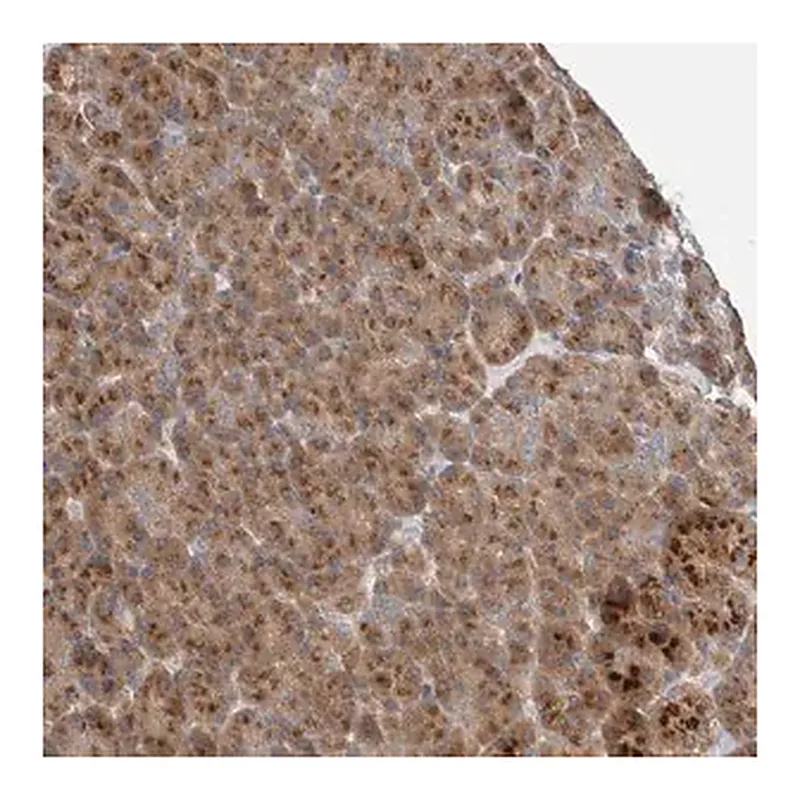 Merck Anti-TRIM5 antibody produced in rabbit