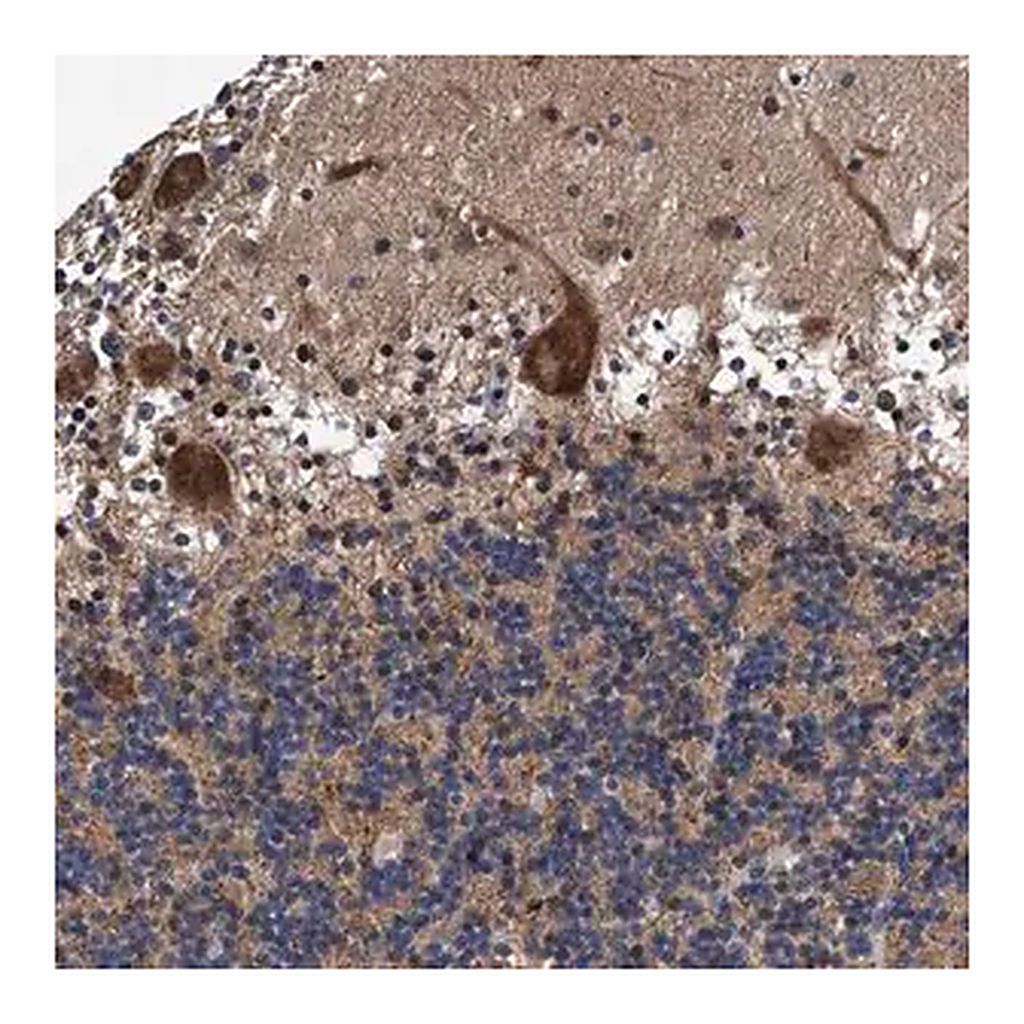 Merck Anti-AGAP2 antibody produced in rabbit