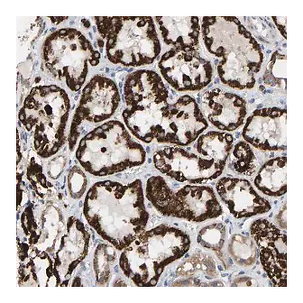 Merck Anti-TDRKH antibody produced in rabbit