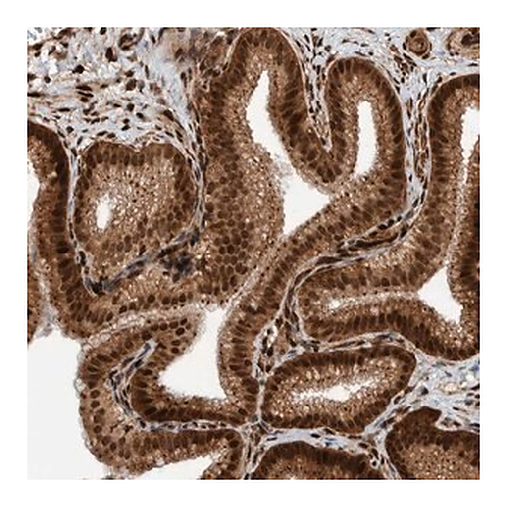 Merck Anti-ZNF366 antibody produced in rabbit