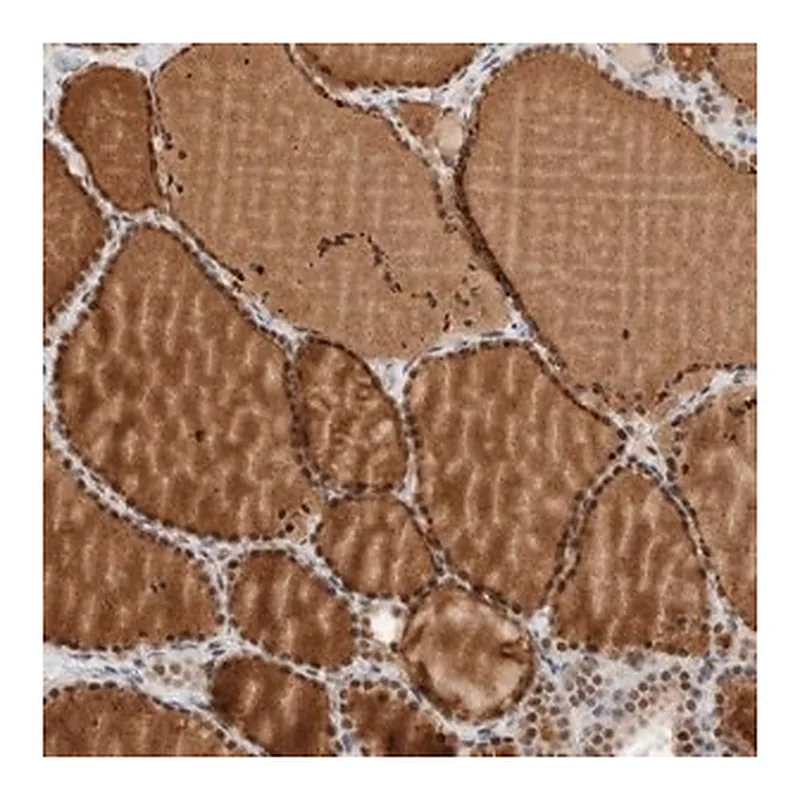 Merck Anti-ZBTB2 antibody produced in rabbit
