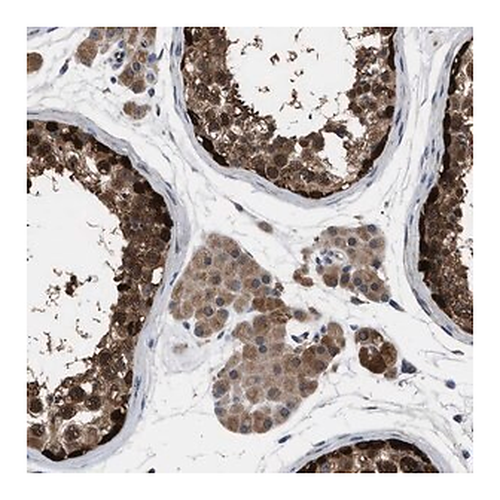 Merck Anti-GET4 antibody produced in rabbit