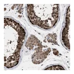 Merck Anti-GET4 antibody produced in rabbit