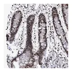 Merck Anti-EFCAB10 antibody produced in rabbit