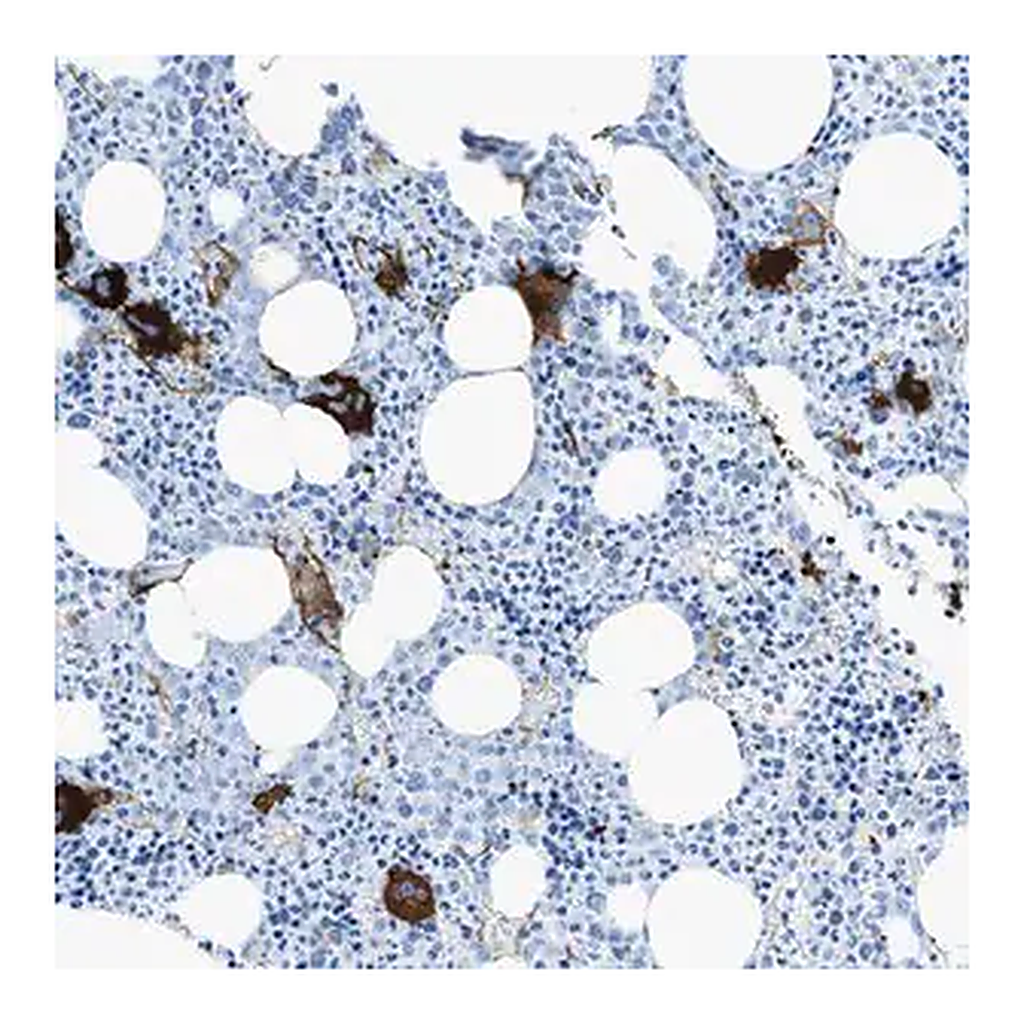 Merck Anti-SLC22A15 antibody produced in rabbit