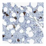 Merck Anti-SLC22A15 antibody produced in rabbit