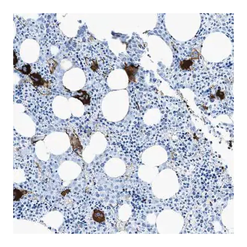 Merck Anti-SLC22A15 antibody produced in rabbit
