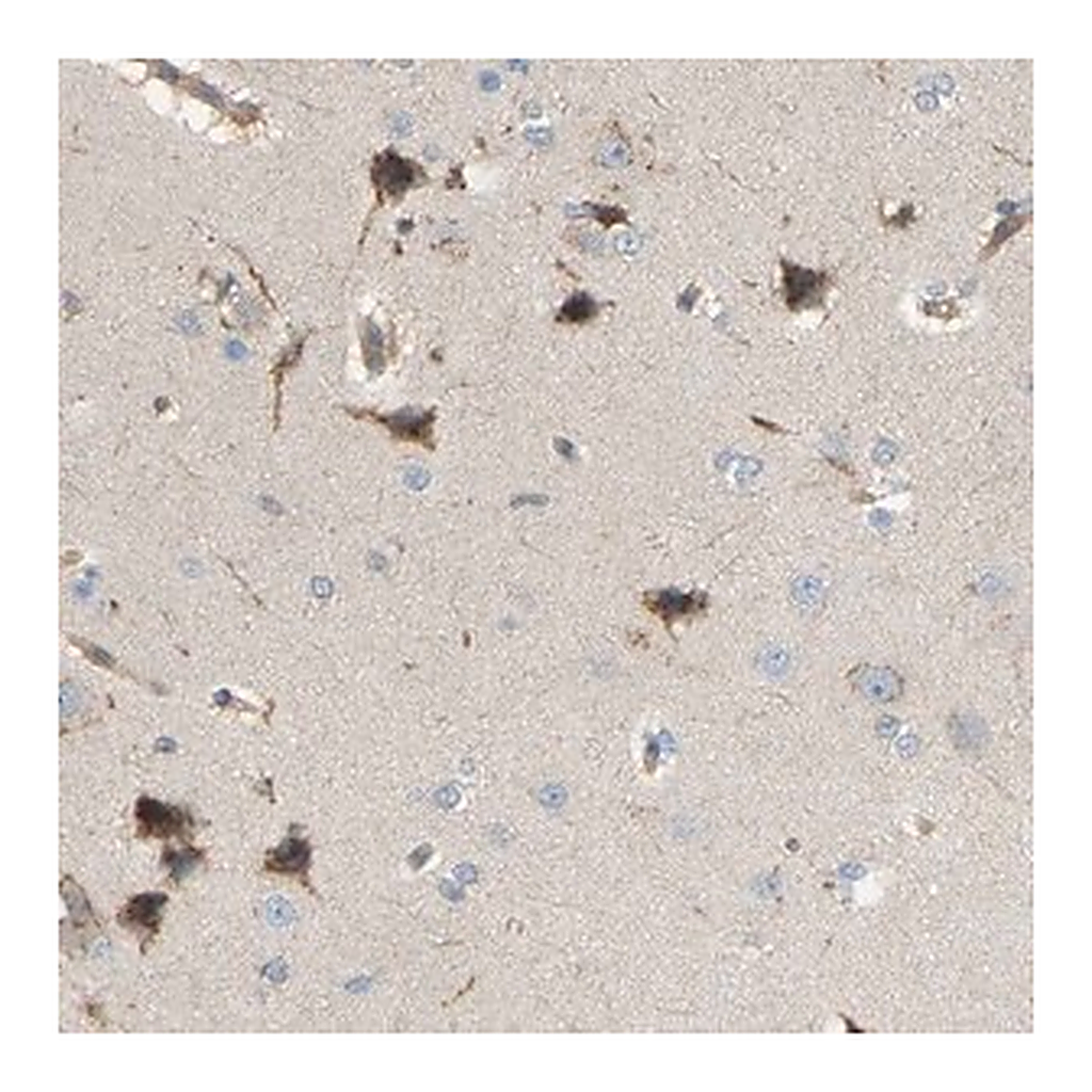 Merck Anti-AKAP13 antibody produced in rabbit