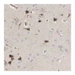 Merck Anti-AKAP13 antibody produced in rabbit