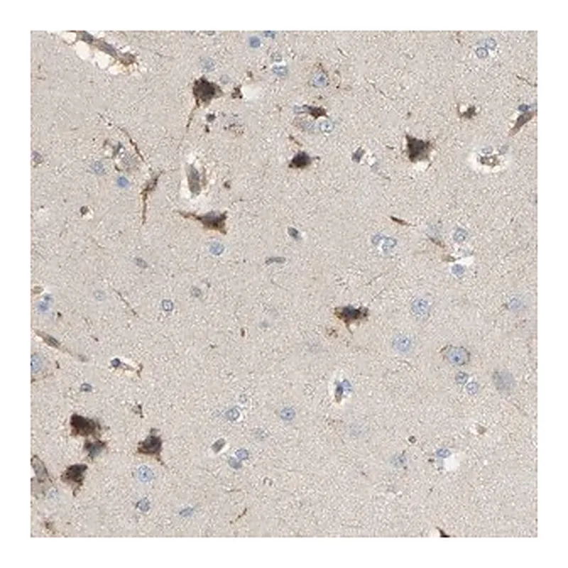 Merck Anti-AKAP13 antibody produced in rabbit