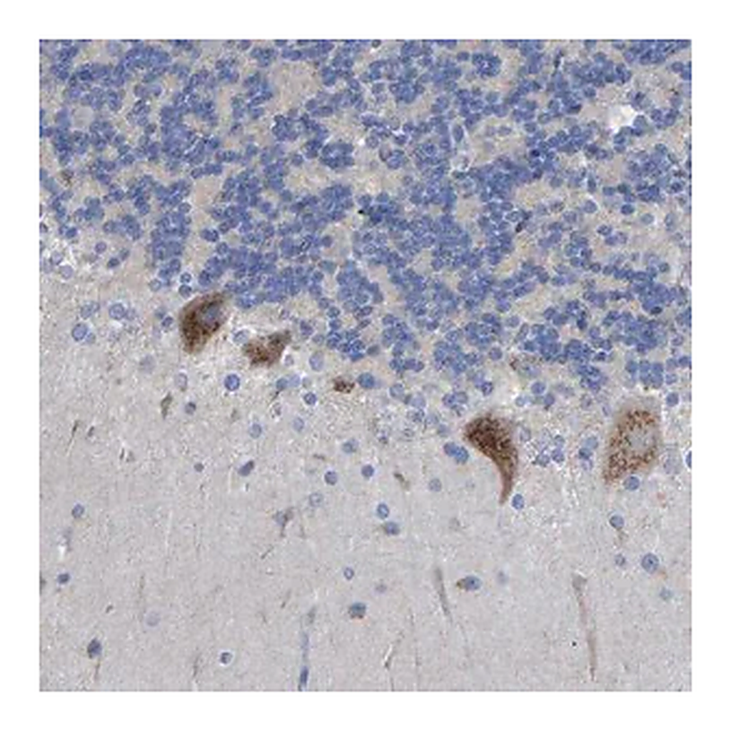Merck Anti-STRIP2 antibody produced in rabbit