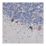 Merck Anti-STRIP2 antibody produced in rabbit