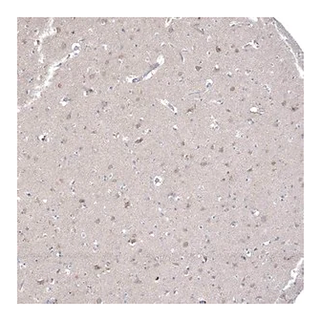 Merck Anti-CNTF antibody produced in rabbit