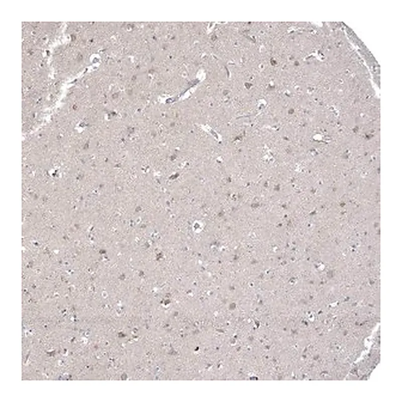Merck Anti-CNTF antibody produced in rabbit