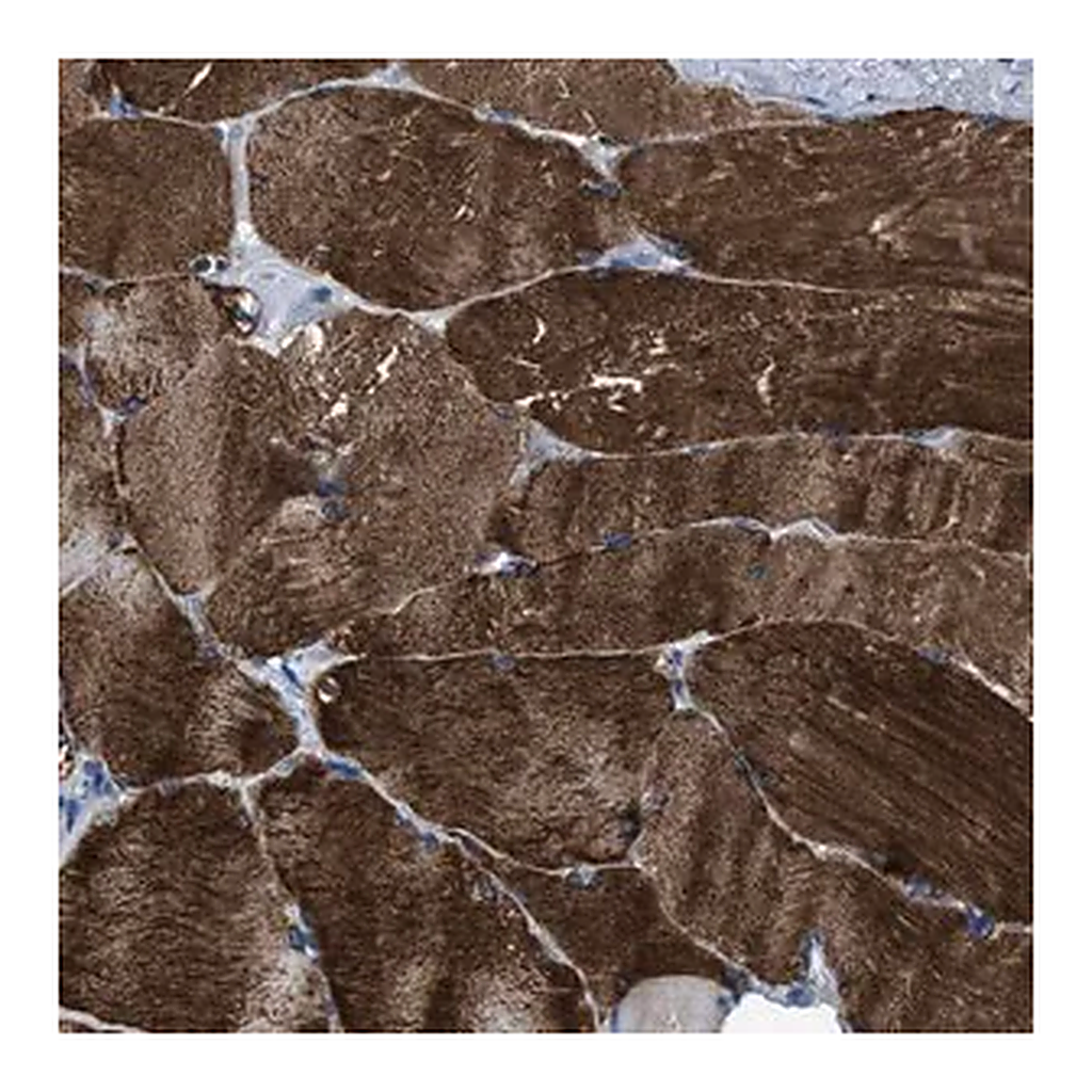 Merck Anti-TRIM54 antibody produced in rabbit