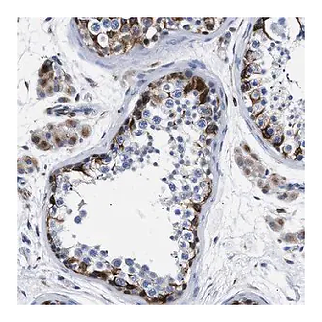 Merck Anti-OR10G3 antibody produced in rabbit