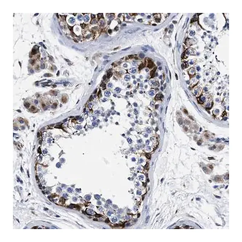 Merck Anti-OR10G3 antibody produced in rabbit