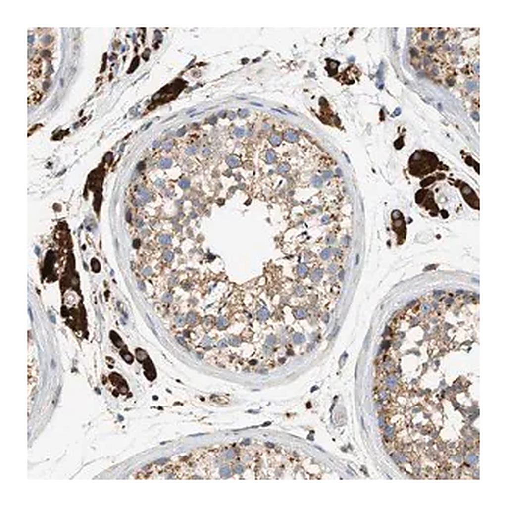 Merck Anti-ENTHD1 antibody produced in rabbit