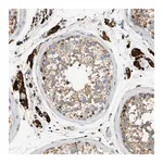 Merck Anti-ENTHD1 antibody produced in rabbit